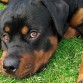 Rottweiler version cariñoso